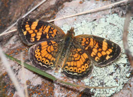 Image of Pearl Crescent