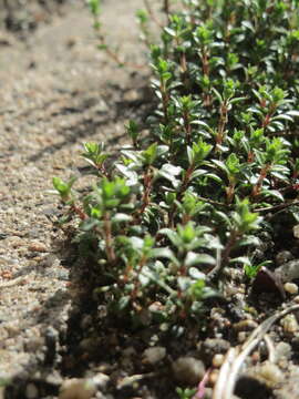 Image of Thyme-leaved Sandwort