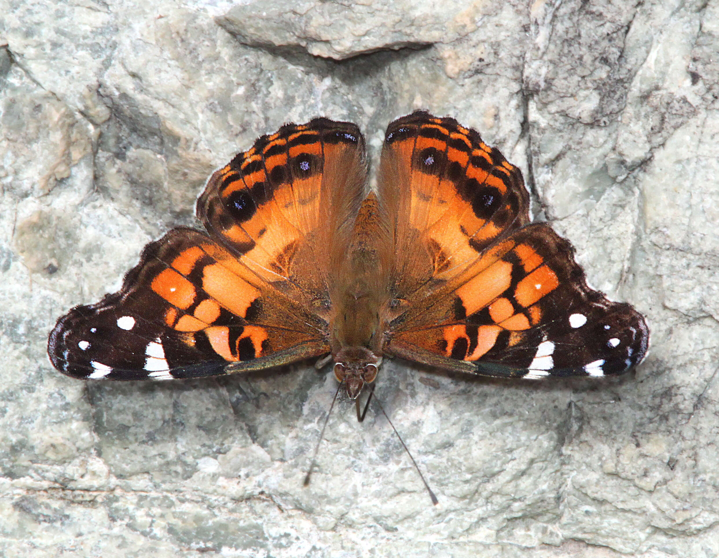 Image of Vanessa virginiensis