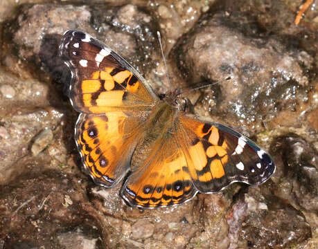 Image of Vanessa virginiensis