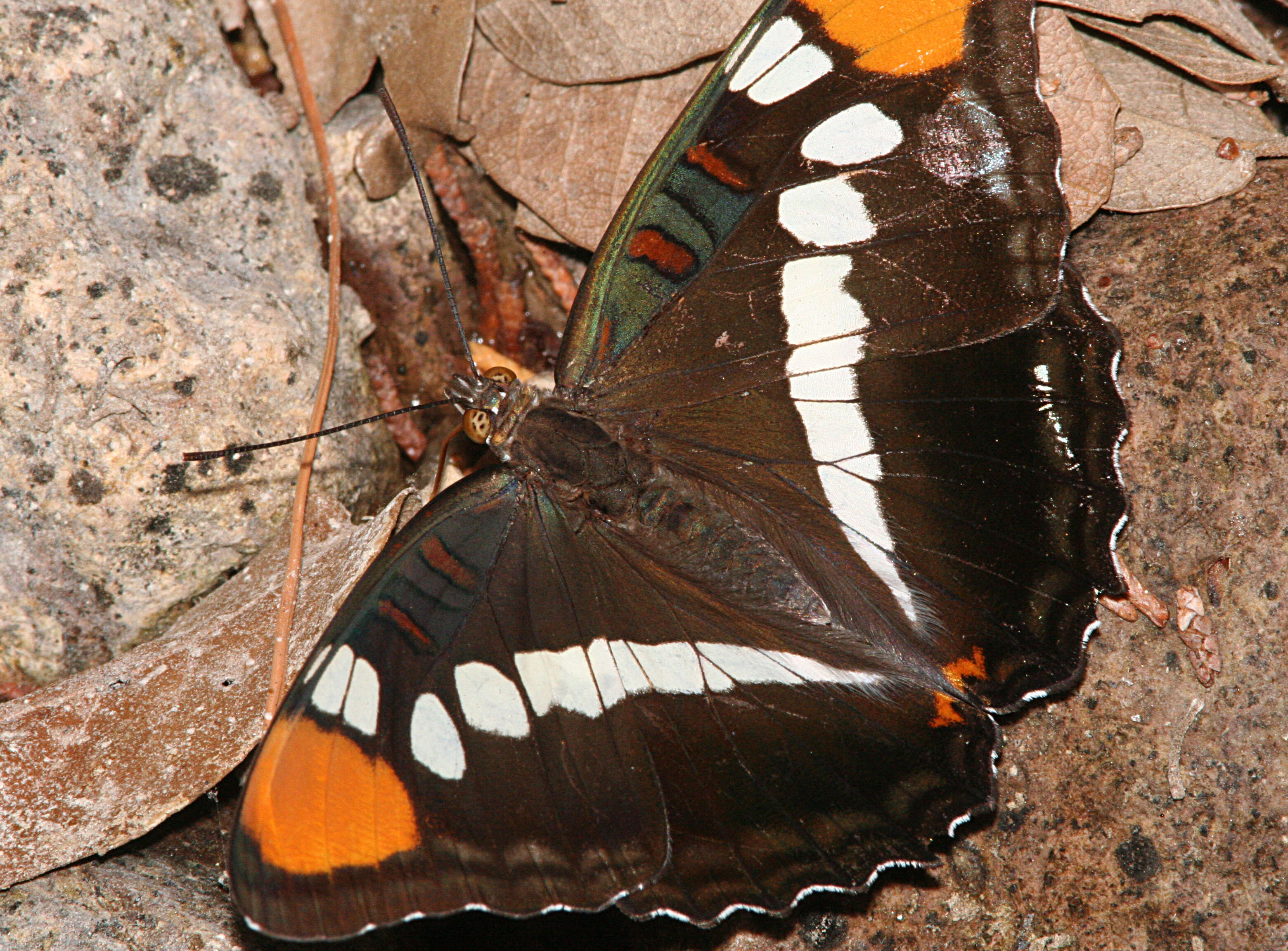 Limenitis bredowii Hübner 1837的圖片