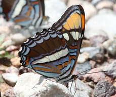 Limenitis bredowii Hübner 1837的圖片