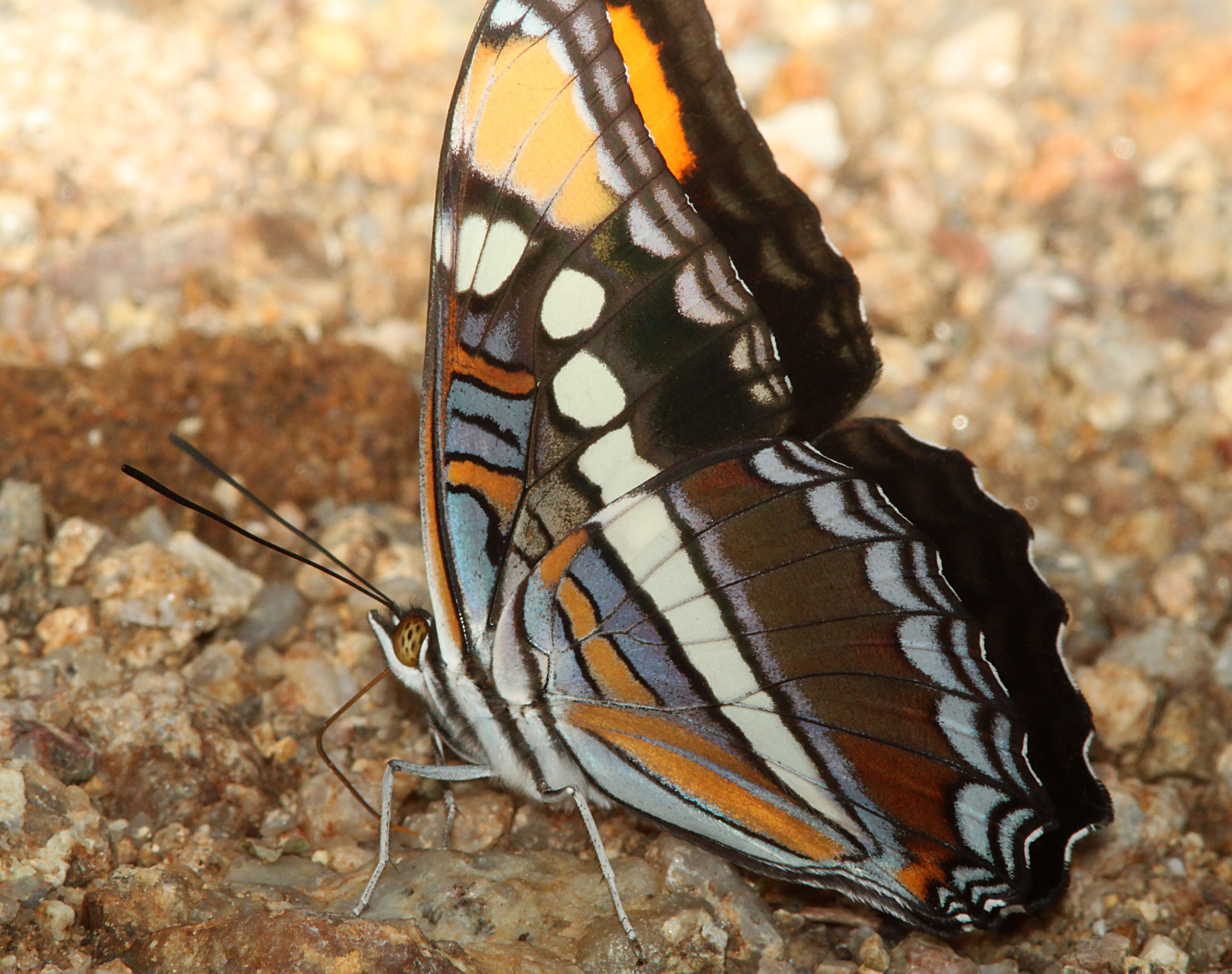 Limenitis bredowii Hübner 1837的圖片