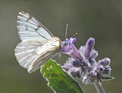 Image of Spring White