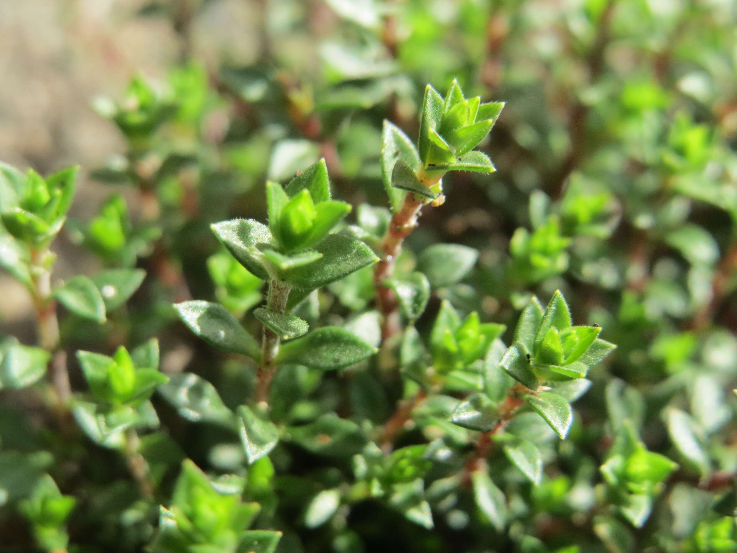 Image of Thyme-leaved Sandwort