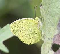 Image of Mimosa Yellow