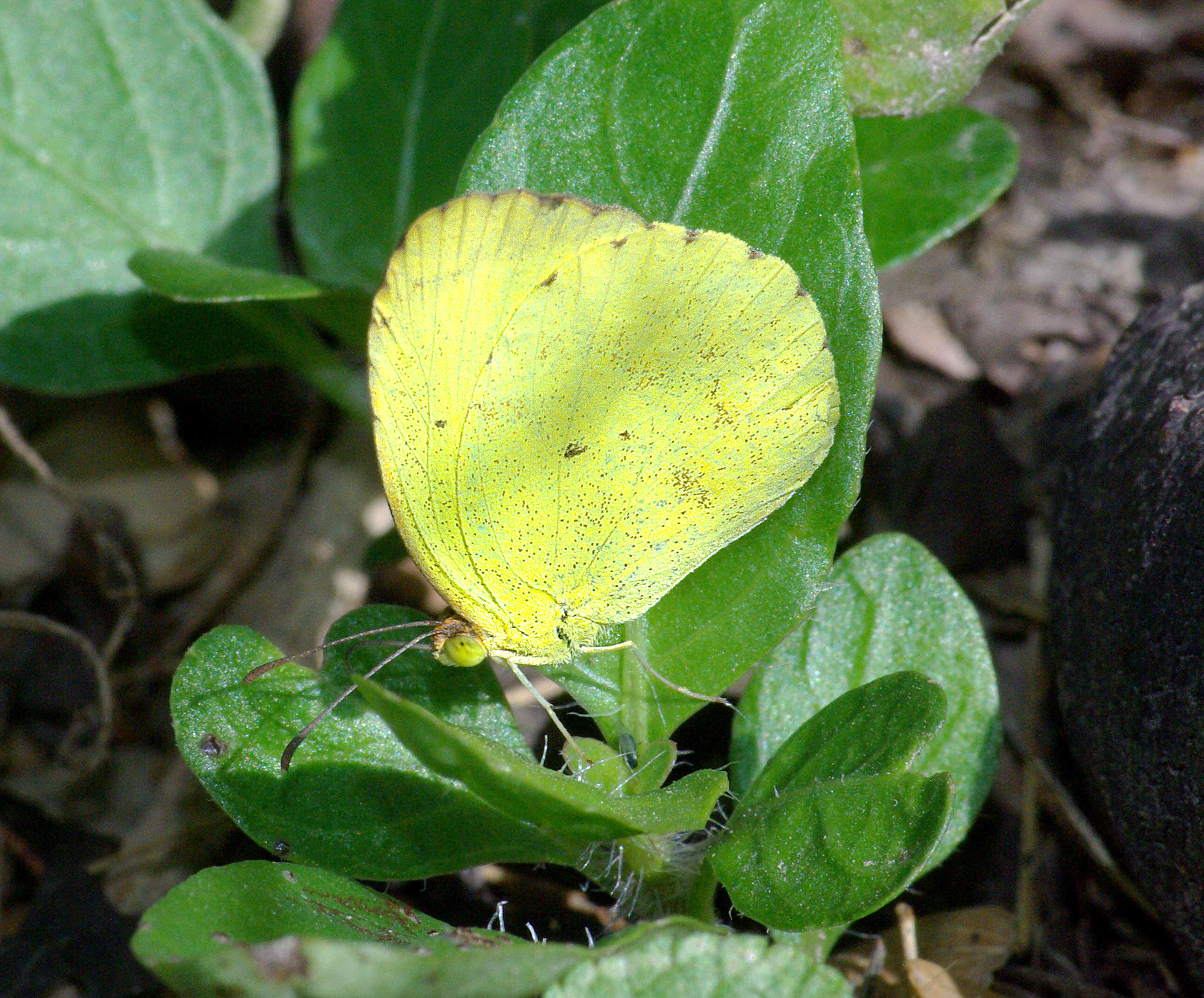 Image of Mimosa Yellow