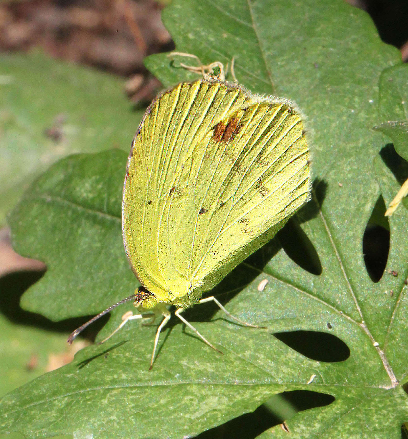 Image of Mimosa Yellow