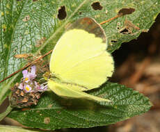 Image of Mimosa Yellow