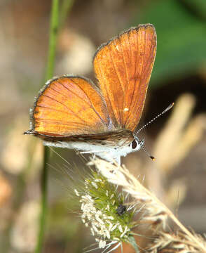 Imagem de Lycaena gorgon (Boisduval 1852)