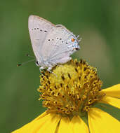 Image of Satyrium sylvinum