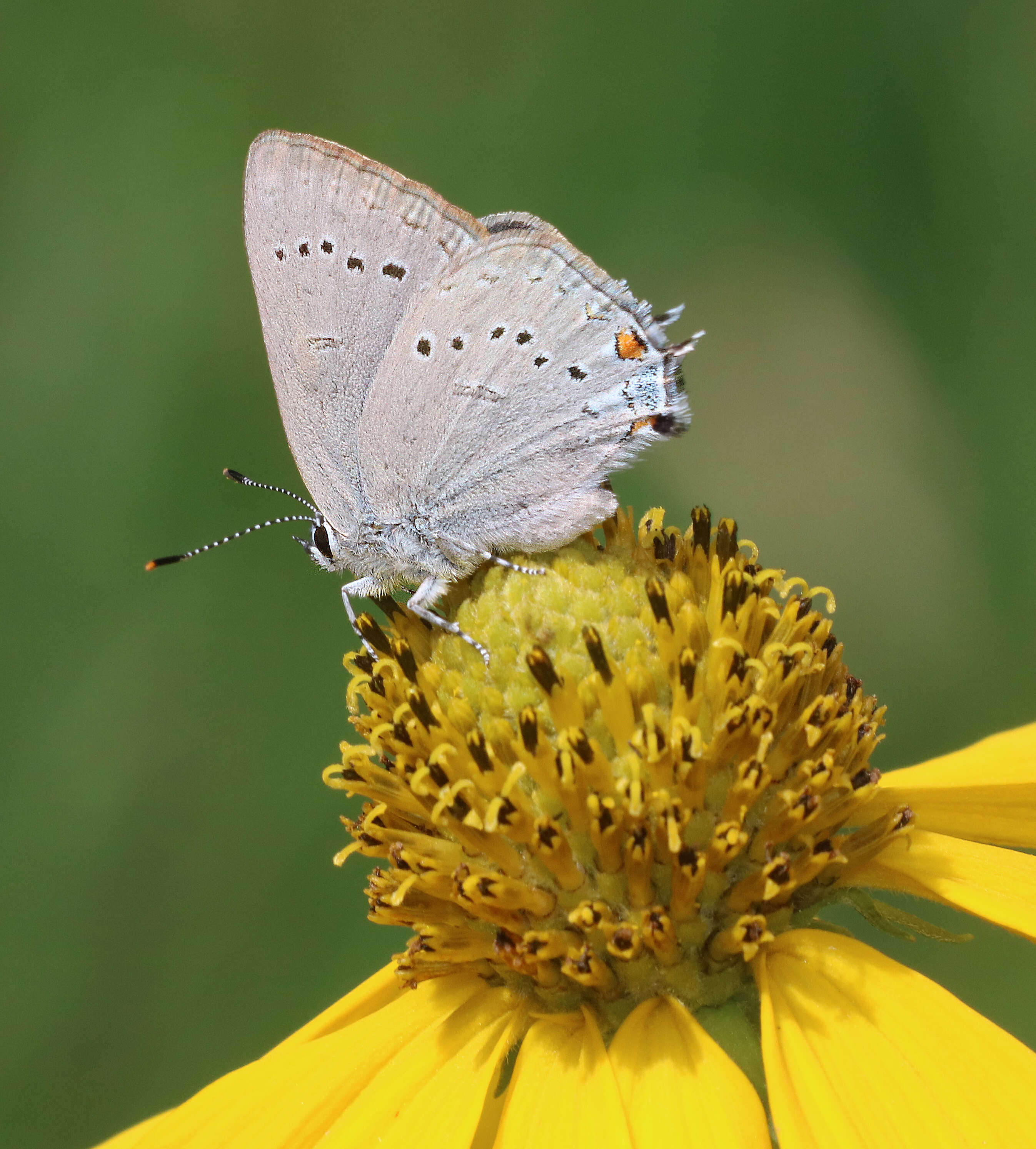 Image of Satyrium sylvinum