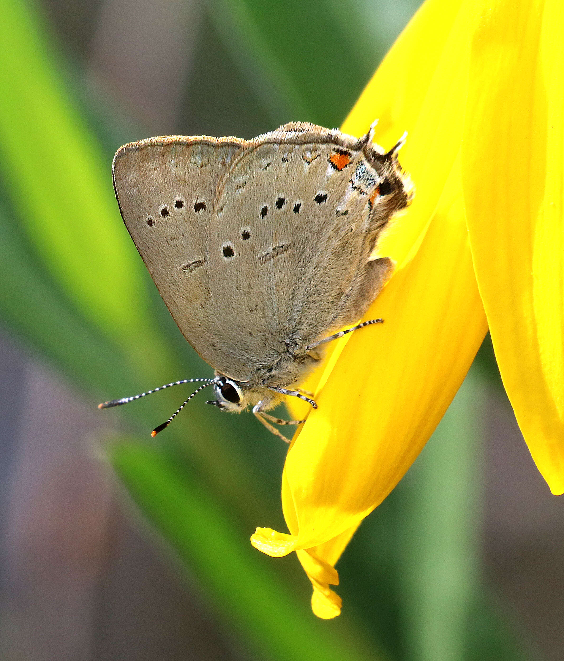 Image of Satyrium sylvinum