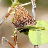 Image of Western Pine Elfin