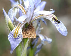 Image of Western Pine Elfin