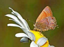 Plancia ëd Callophrys gryneus