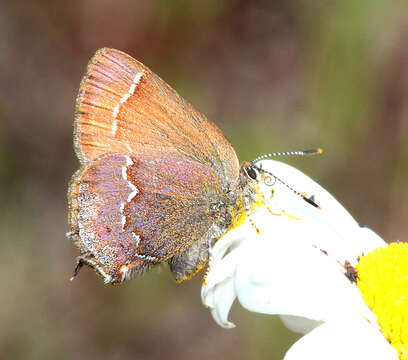 Plancia ëd Callophrys gryneus