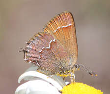 Plancia ëd Callophrys gryneus