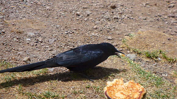 Image of Slender-billed Chestnut-winged Starling