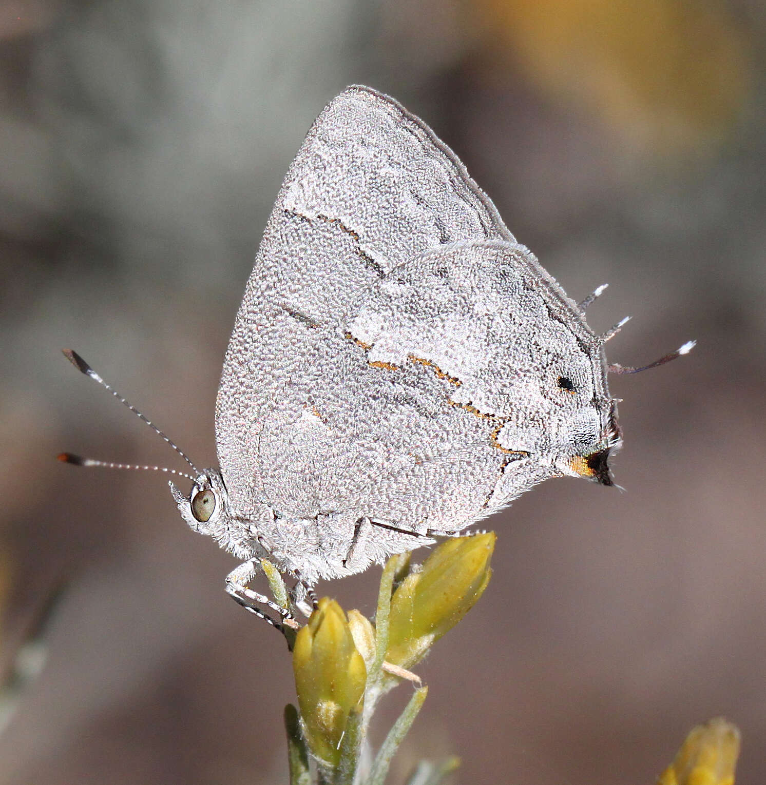 Image of Leda Ministreak