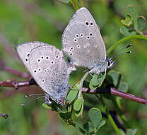 Image of Silvery Blue