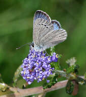 Image of Silvery Blue