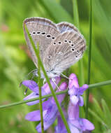 Image of Silvery Blue