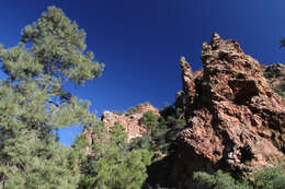 Image of Chihuahua Pine