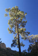 Image of Chihuahua Pine