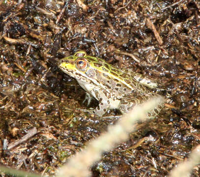 Image of Chiricahua Leopard Frog