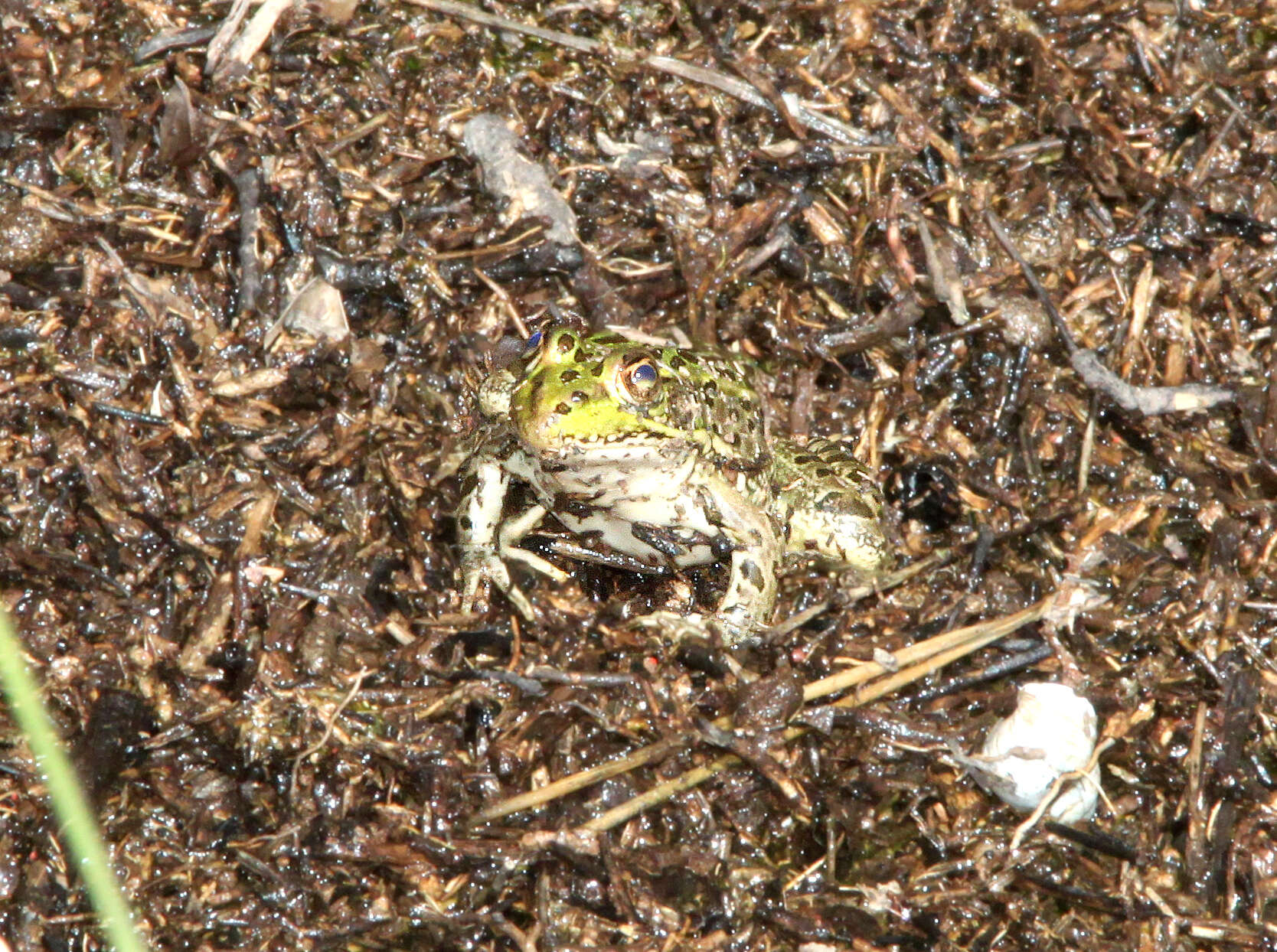 Image of Chiricahua Leopard Frog