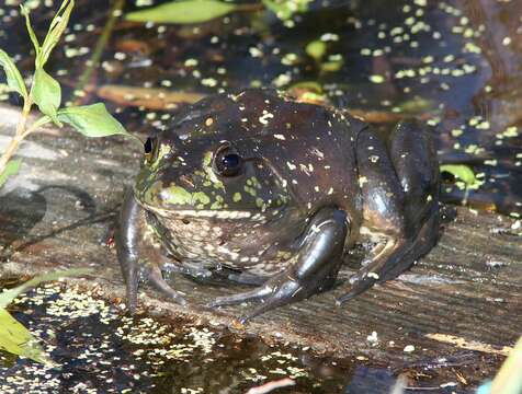 Image of American Bullfrog