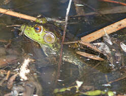 Image of American Bullfrog