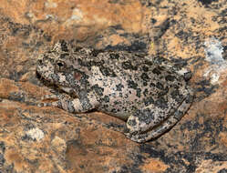 Image of Canyon Treefrog