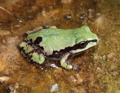 Image of Mountain Treefrog