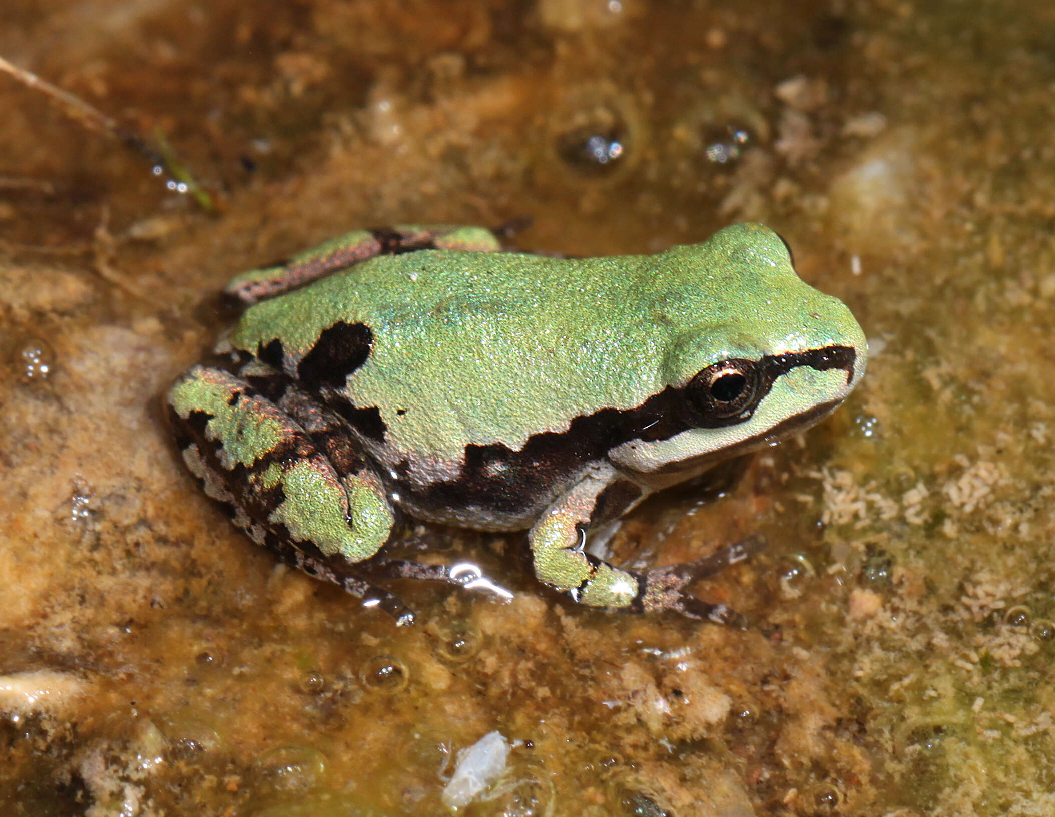 Image of Mountain Treefrog