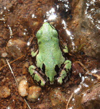 Image of Mountain Treefrog