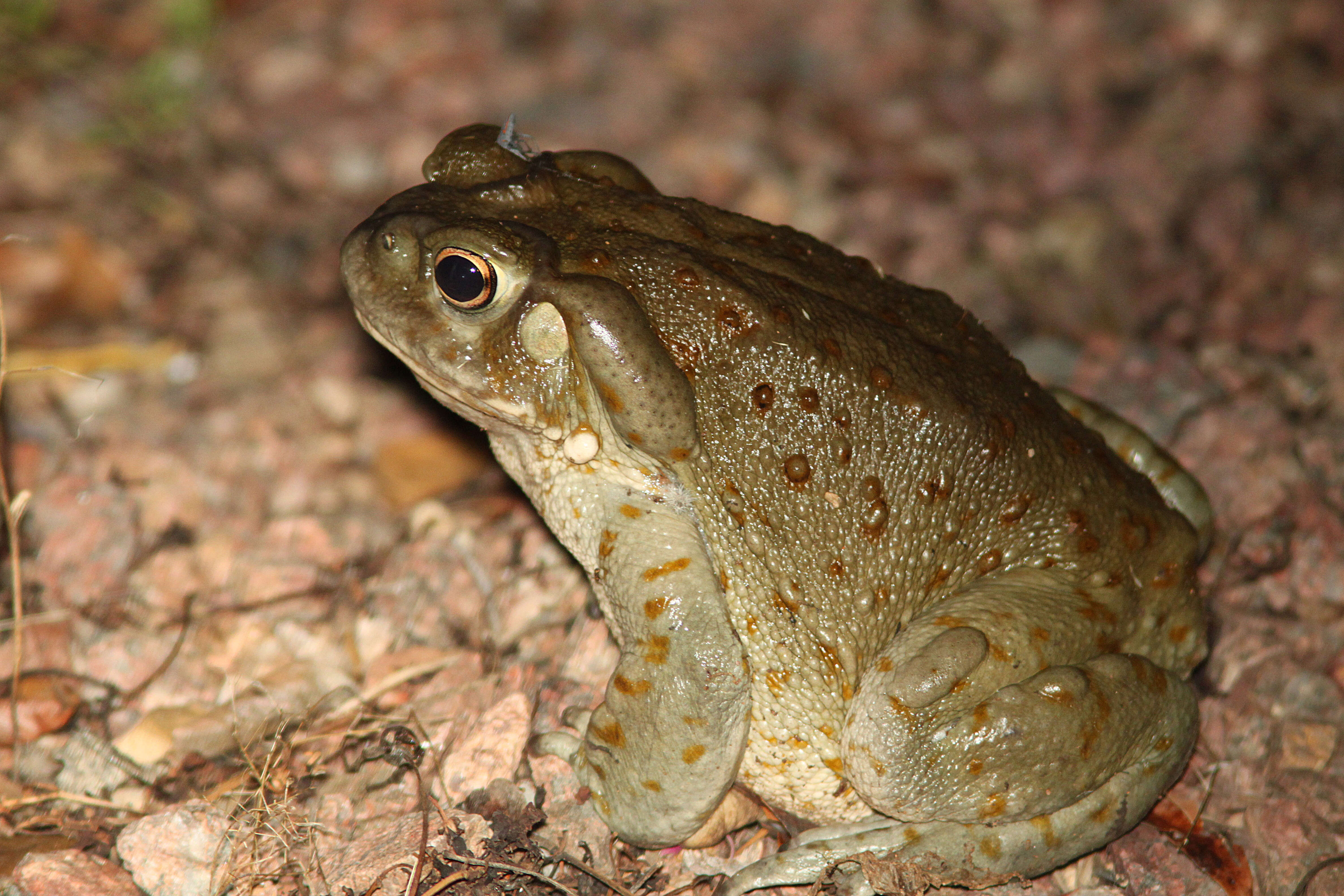 Image of Colorado River Toad Sonoran Desert Toad