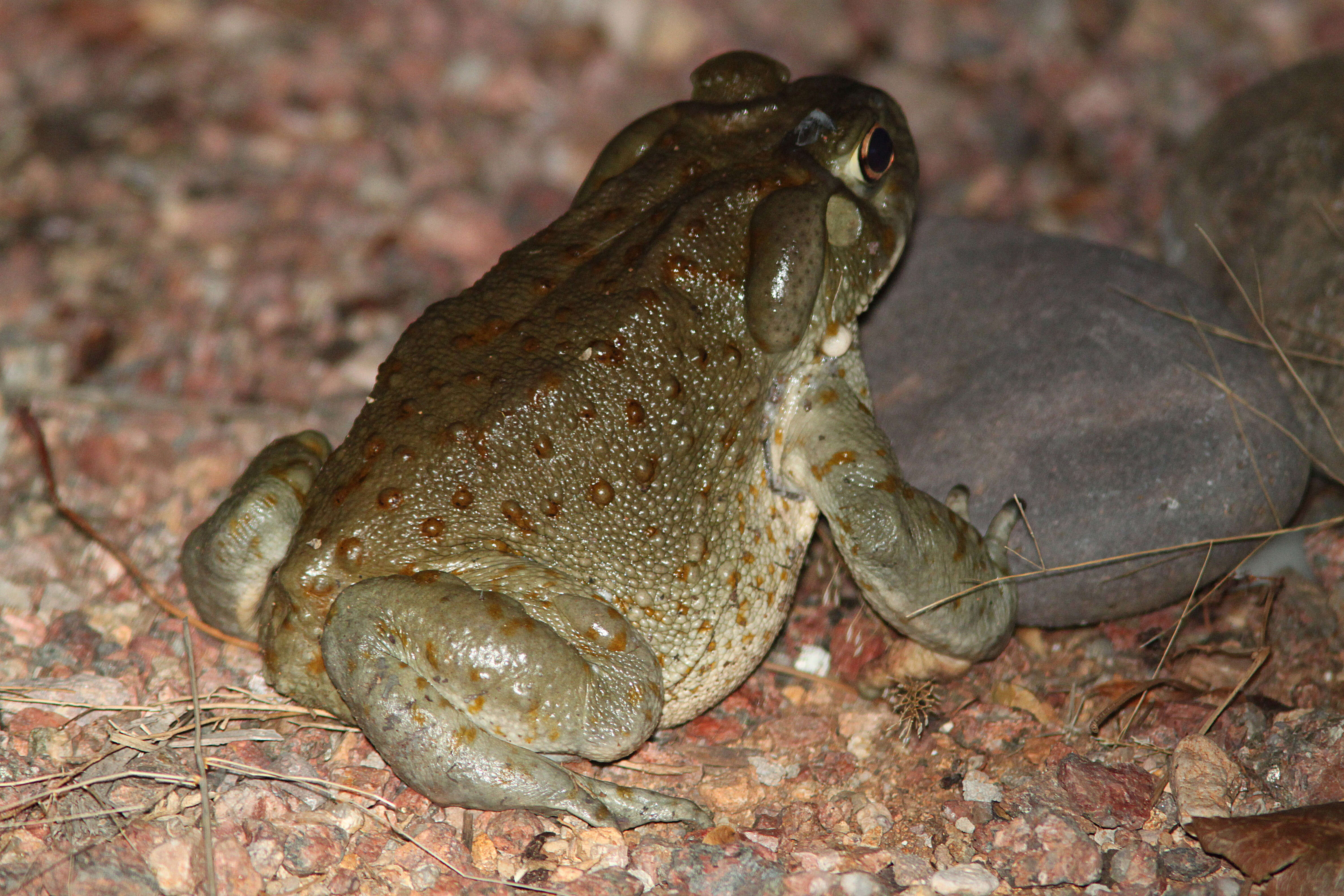 Image of Colorado River Toad Sonoran Desert Toad