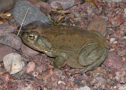 Image of Colorado River Toad Sonoran Desert Toad