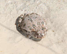 صورة Anaxyrus punctatus (Baird & Girard 1852)