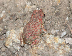 صورة Anaxyrus punctatus (Baird & Girard 1852)