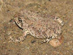 صورة Anaxyrus punctatus (Baird & Girard 1852)