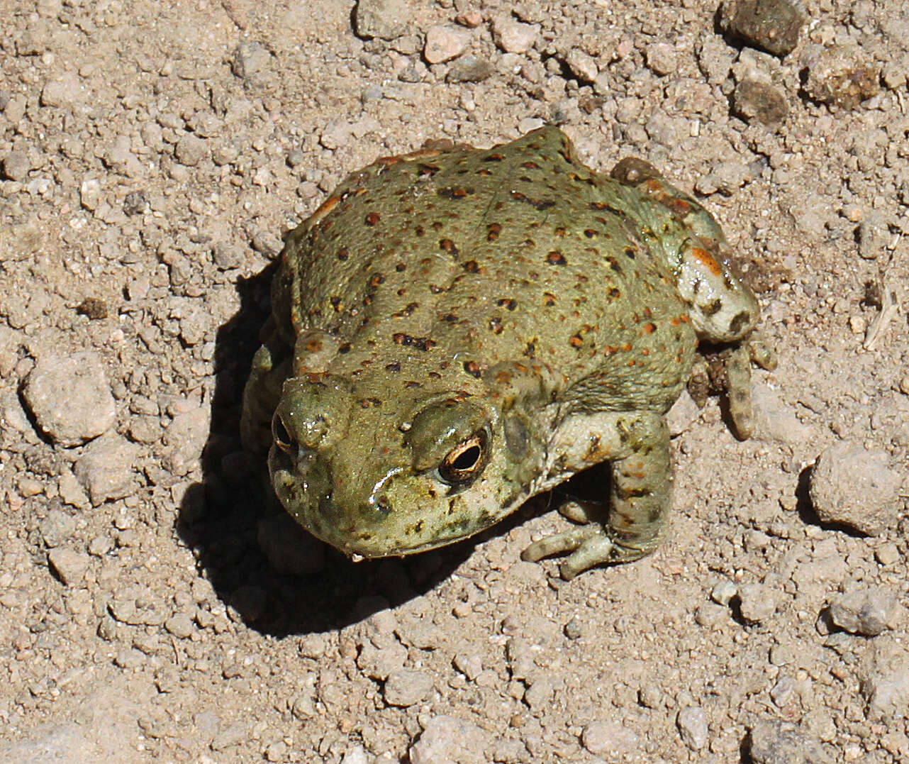 صورة Anaxyrus punctatus (Baird & Girard 1852)