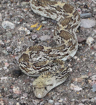 Image of Pacific gopher snake