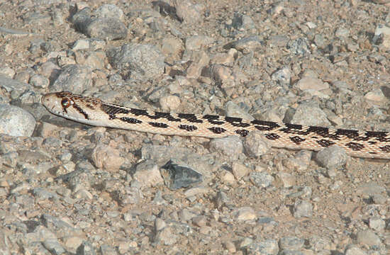 Image of Pacific gopher snake