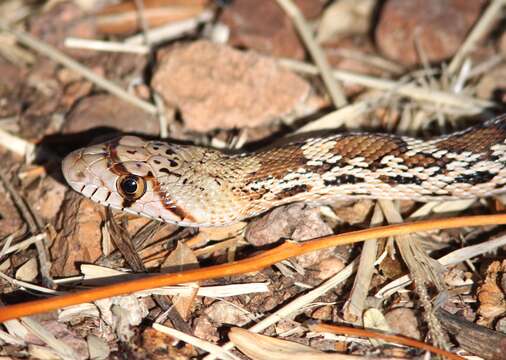 Image of Pacific gopher snake