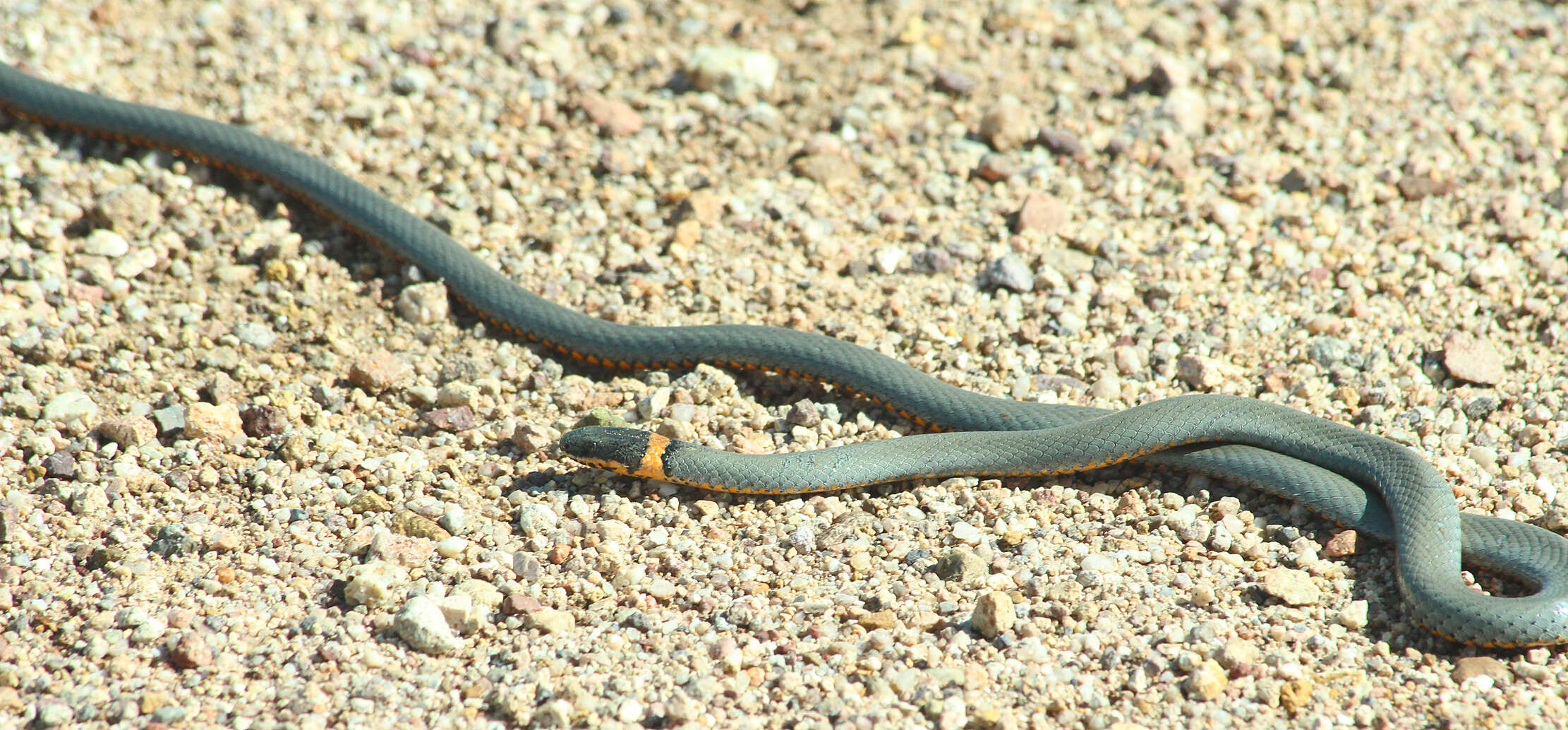 Image of Ring-necked Snake