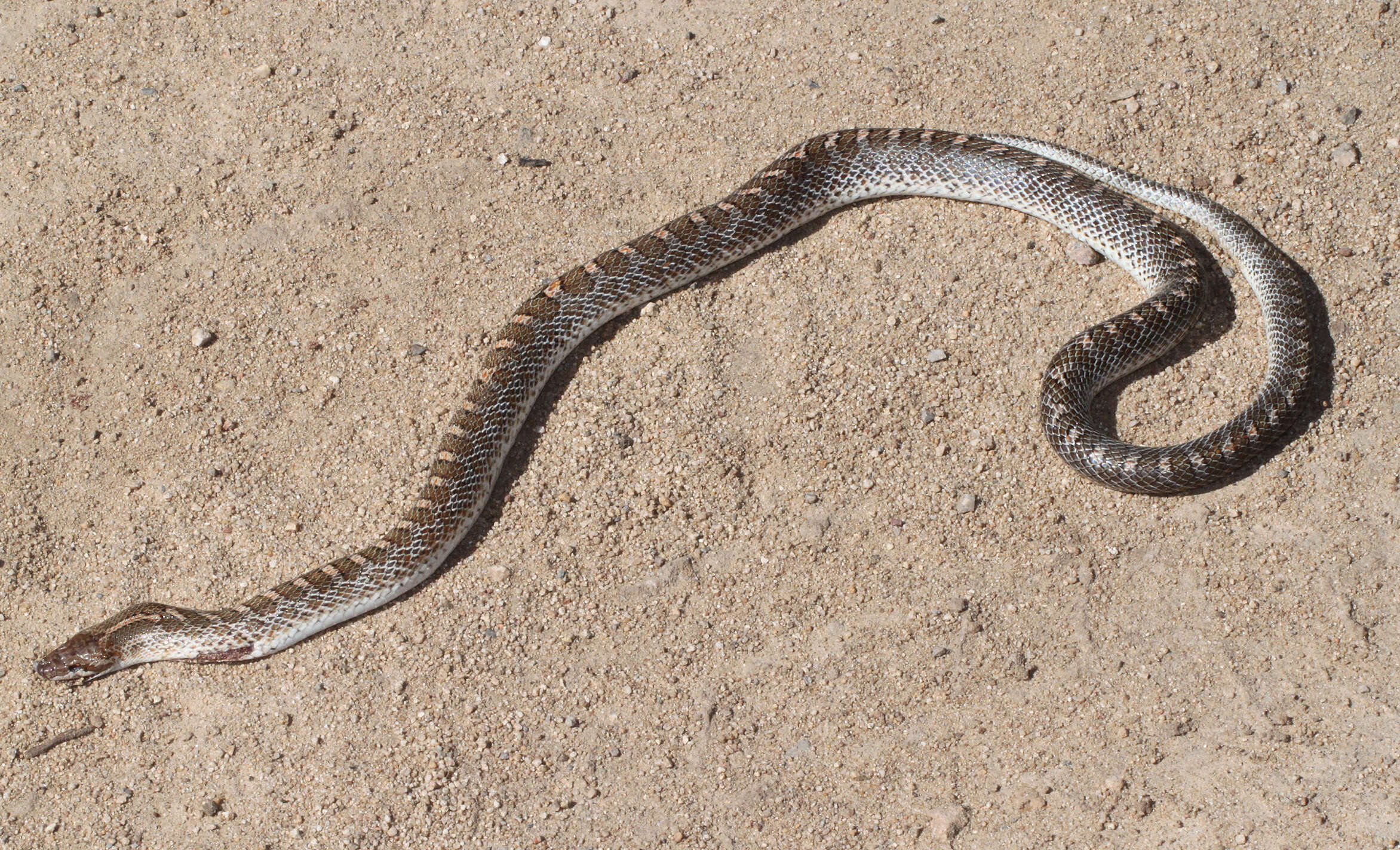 Image of Glossy Snakes