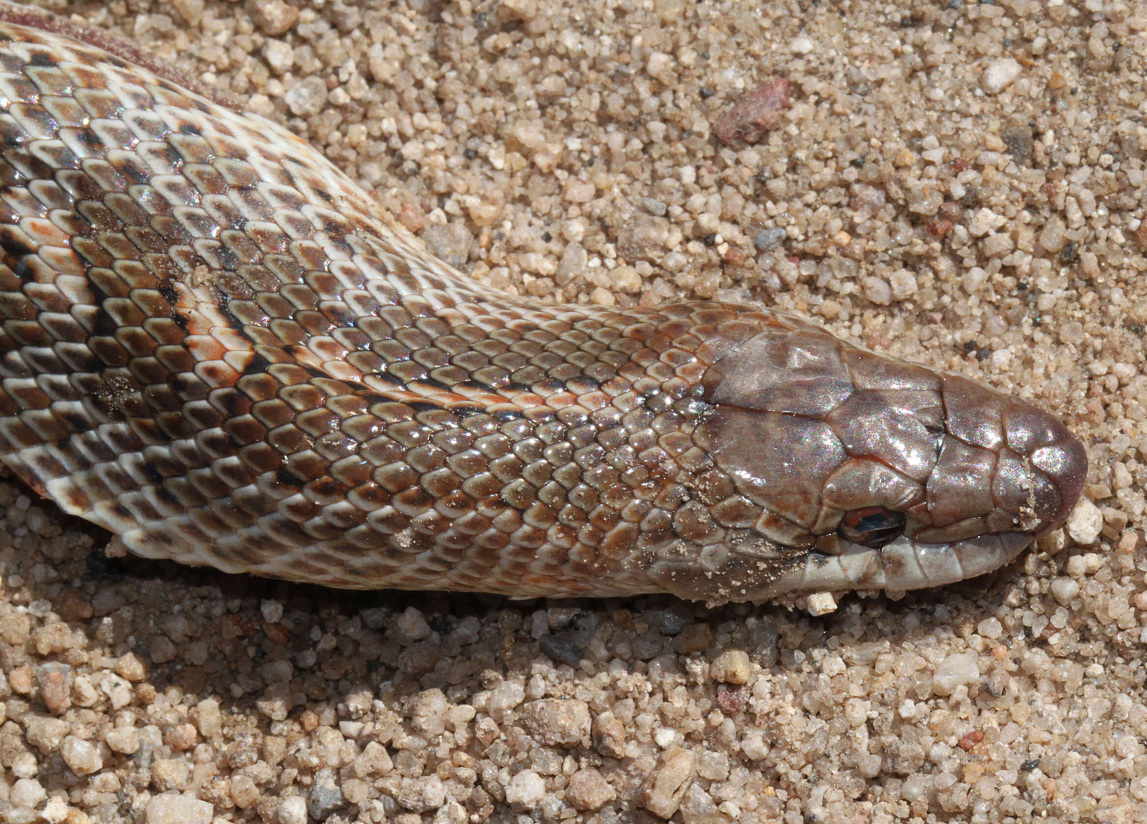 Image of Glossy Snakes